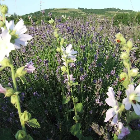 Csato Vendeghaz 3* Tihany